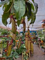 Nepenthes Jumbo XXL p25 (5), Ophalen of Verzenden, Halfschaduw