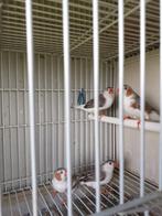 zebravinken koppel witborst grijs, Dieren en Toebehoren, Meerdere dieren, Tropenvogel, Geringd