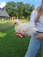 Kruising USA zijdehoen krulveer, Geslacht onbekend, Kip