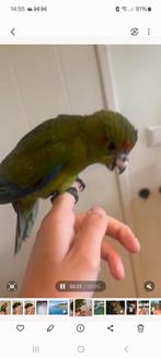 Tamme jonge kakariki s nog 1 beschikbaar, Dieren en Toebehoren, Vogels | Parkieten en Papegaaien, Meerdere dieren, Parkiet, Tam