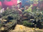 Guppy man en baby, Dieren en Toebehoren, Vissen | Aquariumvissen, Vis