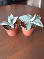 2 Agave Dragon Toes, Ophalen of Verzenden, Overige soorten, Minder dan 100 cm