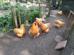 Tk Orpington hennen, Dieren en Toebehoren, Pluimvee, Vrouwelijk, Kip