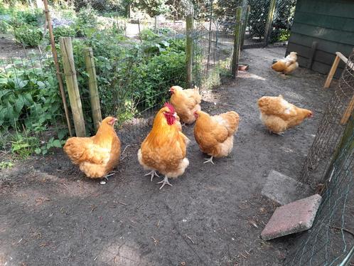 Tk Orpington hennen, Dieren en Toebehoren, Pluimvee, Kip, Vrouwelijk