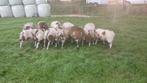 Mooie bonte dekrammen, Mannelijk, Schaap