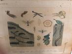 schoolplaten, Antiek en Kunst, Ophalen, Natuur en Biologie