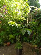Op = op: schitterende walnotenboom, Overige soorten, 100 tot 250 cm, Zomer, Ophalen
