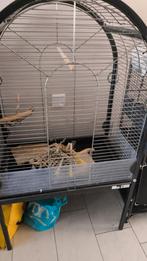 Papegaaienkooi met losse spulletjes, Geslacht onbekend, Papegaai