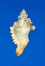 Cymatium Perry, Ophalen of Verzenden, Schelp(en)