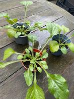 🌸 Zomerfijnstraal of koekoeksbloem zaailingen biologisch, Tuin en Terras, Planten | Tuinplanten, Ophalen, Overige soorten, Volle zon