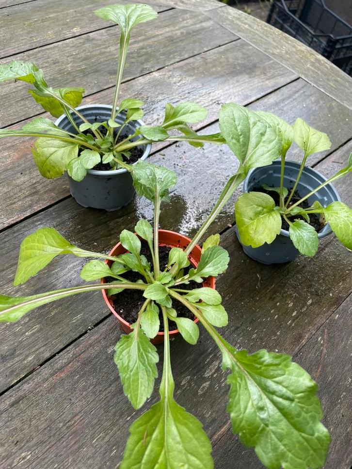 🌸 Zomerfijnstraal of koekoeksbloem zaailingen biologisch, Tuin en Terras, Planten | Tuinplanten, Overige soorten, Volle zon, Ophalen
