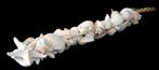 Schelpen toef van witte schelpen 55 cm lang, Ophalen of Verzenden, Nieuw