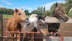 Plekje aangeboden voor shetlander/ mini paard. Poortugaal., Dieren en Toebehoren, Weidegang, 1 paard of pony
