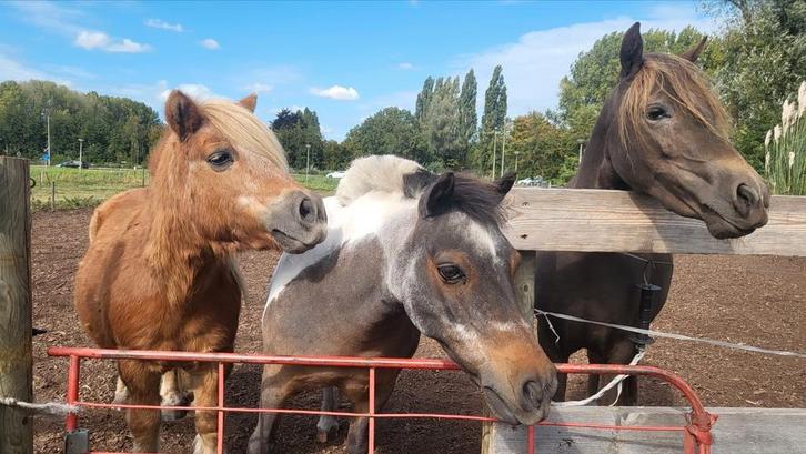 Plekje aangeboden voor shetlander/ mini paard. Poortugaal., Dieren en Toebehoren, Stalling en Weidegang, Weidegang, 1 paard of pony