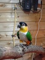 Zwartkopcaique pop, Vrouwelijk, Papegaai, Geringd