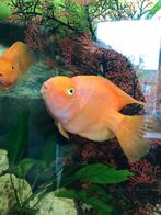Papegaai cichlide, Dieren en Toebehoren, Vis, Zoetwatervis