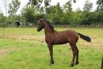 1e premie hengstveulen v Hilbrand x Stendert, Dieren en Toebehoren, Paarden, Niet van toepassing, Dressuurpaard, 0 tot 2 jaar