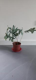 Blauwvaren (Phlebodium Aureum) in pot, Huis en Inrichting, Kamerplanten, Ophalen, Overige soorten, Halfschaduw, In pot