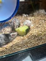 Muizen, Dieren en Toebehoren, Muis, Mannelijk, Juli, Tam
