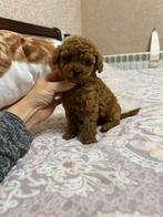 Toy Poodle Meisje (Red Brown, FCI) – Yane – Extra Klein&Lief, Dieren en Toebehoren, Honden | Chihuahua's en Gezelschapshonden