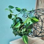 Philodendron Scandens Brasil plant incl ompot, Ophalen, Overige soorten, Minder dan 100 cm