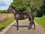 Prachtige driejarige merrie uit een Lichte Tour Elite merrie, Dieren en Toebehoren, Merrie, Gechipt, Zadelmak, Recreatiepaard