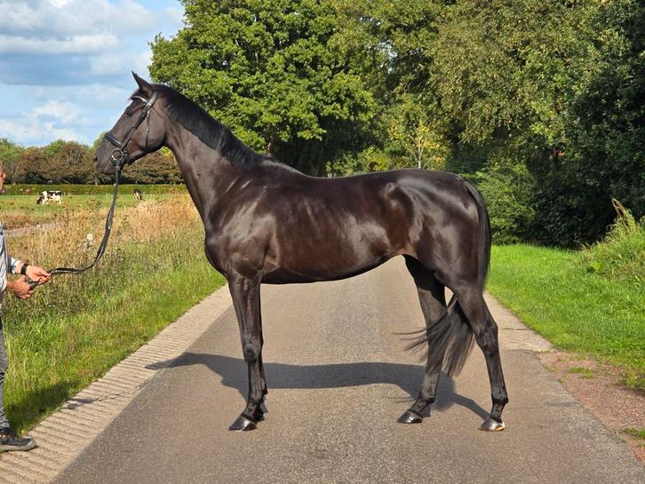Prachtige driejarige merrie uit een Lichte Tour Elite merrie, Dieren en Toebehoren, Paarden, Merrie, Zadelmak, 170 tot 175 cm