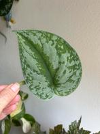 Scindapsus treubii exotica, verse stek, Ophalen of Verzenden, Overige soorten, Minder dan 100 cm