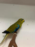 1-1 elegantparkiet, Dieren en Toebehoren, Vogels | Parkieten en Papegaaien, Meerdere dieren, Parkiet, Geringd