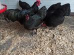 Australorp kriel of ruilen tegen Friese kriel of ??, Dieren en Toebehoren, Pluimvee, Vrouwelijk, Kip