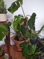 Monstera, Huis en Inrichting, Kamerplanten, Overige soorten, Minder dan 100 cm, Halfschaduw, Ophalen