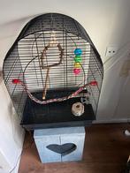 Te koop, Dieren en Toebehoren, Vogels | Parkieten en Papegaaien, Meerdere dieren, Dwergpapegaai of Agapornis