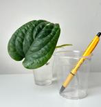 Anthurium radicans stek botanisch aroid echt true, Huis en Inrichting, Kamerplanten, Ophalen of Verzenden