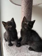 2 lieve bijna zwarte kittens, Geslacht onbekend, 0 tot 2 jaar