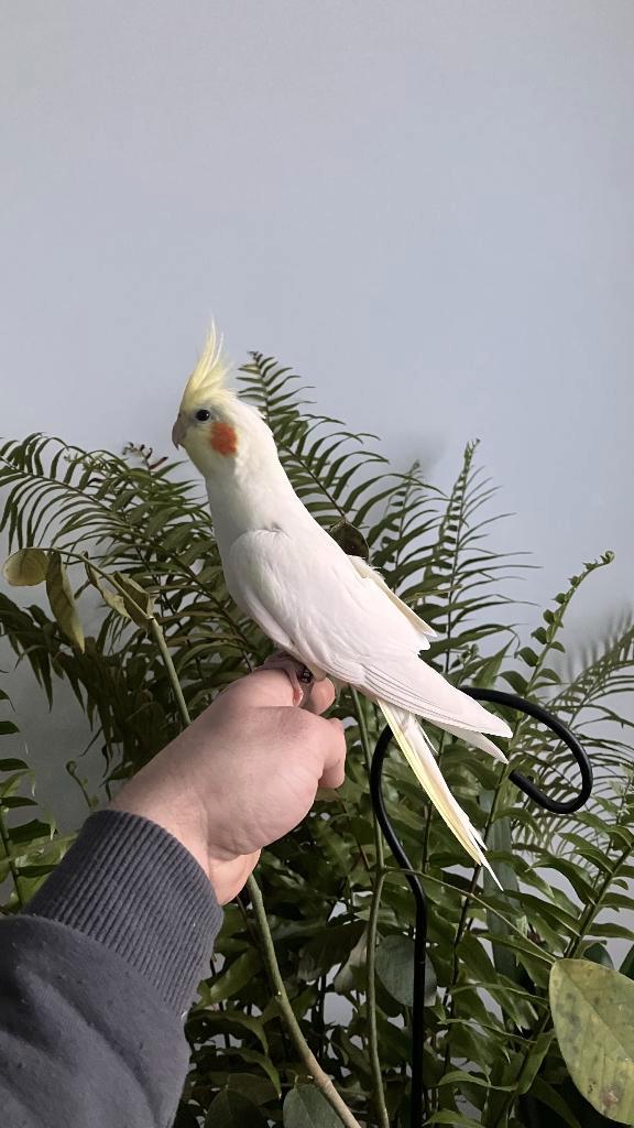 valkparkiet, Dieren en Toebehoren, Vogels | Parkieten en Papegaaien, Parkiet, Vrouwelijk, Tam, Geringd