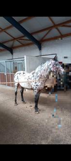 Ter dekking aangeboden! Silver daple en Appaloosa!, Hengst