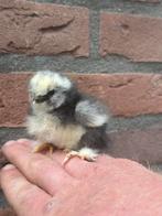 USA zijdehoen jonge kuikens beschikbaar, Vrouwelijk, Kip