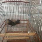 Pitwa picolet x twatwa 2025, Dieren en Toebehoren, Vogels | Overige Vogels, Geslacht onbekend, Geringd