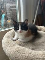 Lieve lapjes kitten (Noorse boskat), Dieren en Toebehoren, Katten en Kittens | Overige Katten, Poes, 0 tot 2 jaar
