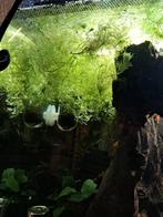 Gratis waterplanten voor aquarium, Ophalen, Plant(en), Steen of Hout