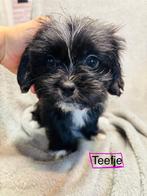 shih tzu pups, Dieren en Toebehoren, Honden | Chihuahua's en Gezelschapshonden, Rabiës (hondsdolheid), Overige rassen, 8 tot 15 weken