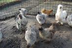 BROEDEIEREN ZIJDEHOENDER KIPPEN USA TYPE, Dieren en Toebehoren, Pluimvee, Geslacht onbekend, Kip