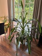 Grote Yucca aangeboden, Groene kamerplant, Ophalen, Yucca, 150 tot 200 cm