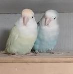 Agapornis Roseicollis dwergpapegaai jong koppel te koop, Meerdere dieren, Dwergpapegaai of Agapornis, Tam