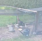 Overcompleet: 4 super gezonde en actieve KALKOEN KUIKENs, Dieren en Toebehoren, Pluimvee, Meerdere dieren, Kalkoen