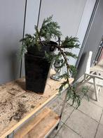 Bonsai cascade Juniperus, In pot, Bloeit niet, Halfschaduw, Minder dan 100 cm