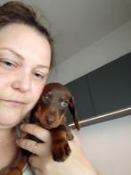 De allerlaatste! Dwergteckel-pup, choco teefje, korthaar 🐕, Dieren en Toebehoren, Honden | Teckels en Dashonden, CDV (hondenziekte)