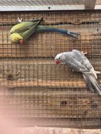 Te koop een mooi koppel halsbandparkieten, Dieren en Toebehoren, Vogels | Parkieten en Papegaaien, Meerdere dieren, Parkiet