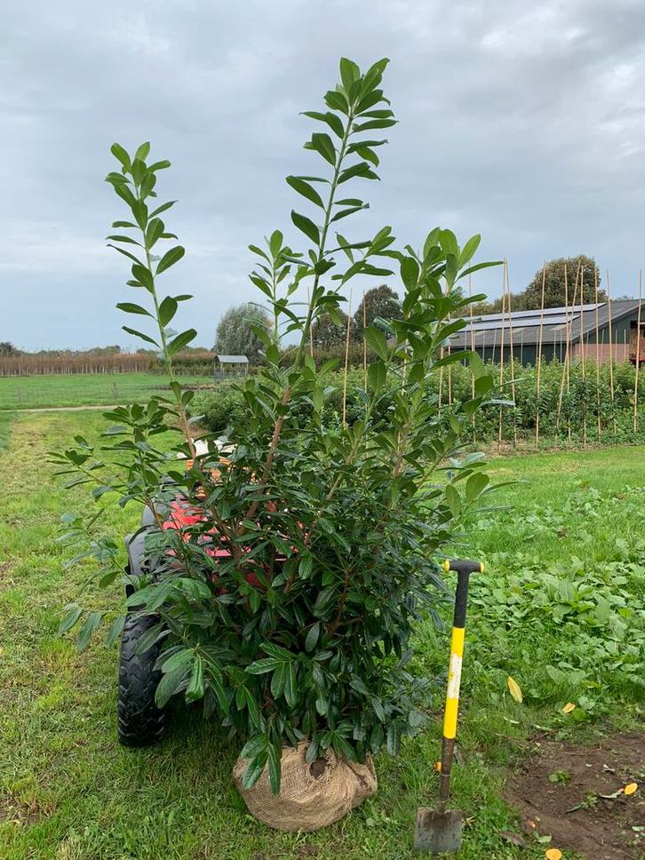 Laurier 175/200 cm nu slechts €20, Tuin en Terras, Planten | Bomen, 100 tot 250 cm, Halfschaduw, Bloeit niet, Ophalen