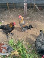 Groenlegger Haan, Dieren en Toebehoren, Pluimvee, Kip